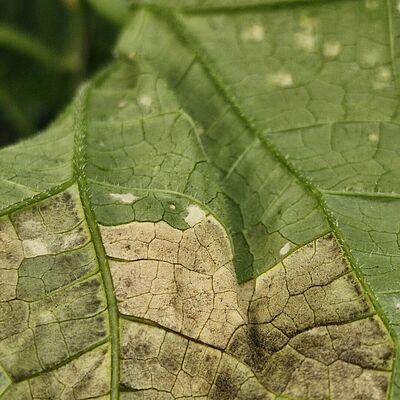 Underside of a cucumber leaf infected with downy mildew of cucurbits (Pseudoperonospora cubensis), showing characteristic angular necrotic lesions. Image captured in Spain.