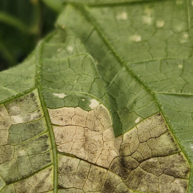 Underside of a cucumber leaf infected with downy mildew of cucurbits (Pseudoperonospora cubensis), showing characteristic angular necrotic lesions. Image captured in Spain.