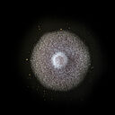 Basal rot Fusarium oxysporum grown in petri dish