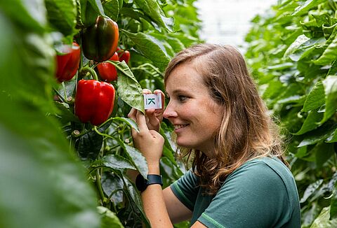 Okiem eksperta - papryka pod osłonami i uprawy polowe