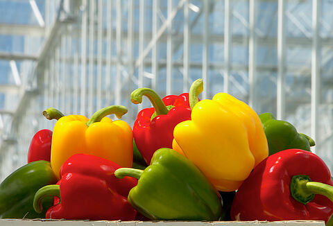 Ochrona biologiczna uprawy papryki przed szkodnikami - webinar