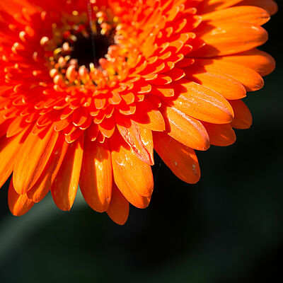 Western Flower Thrips Frankliniella occidentalis damage on a gerbera flower