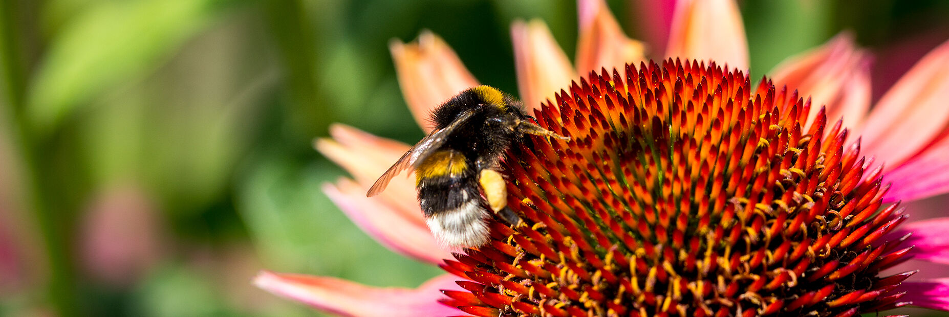Użądlenia przez trzmiele