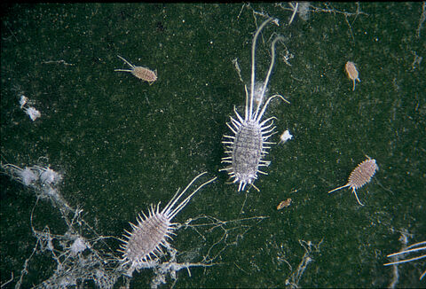 Wełnowiec długoogoniasty