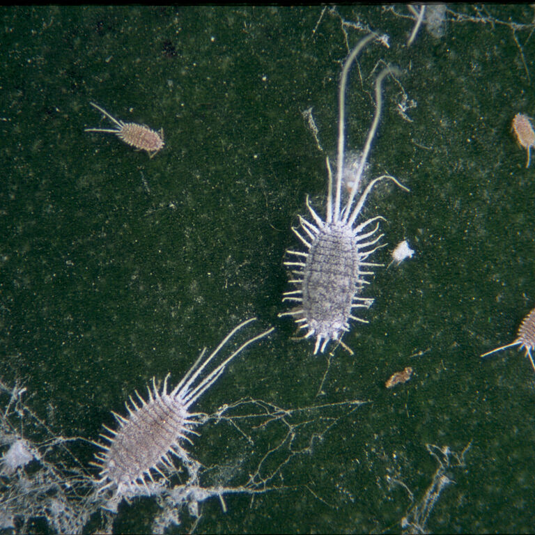 Long-tailed mealybug Pseudococcus longispinus infestation