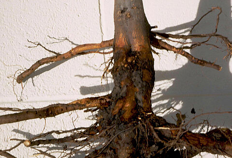 Zgnilizna pierścieniowa jabłoni