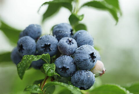 Dzień polskiej borówki