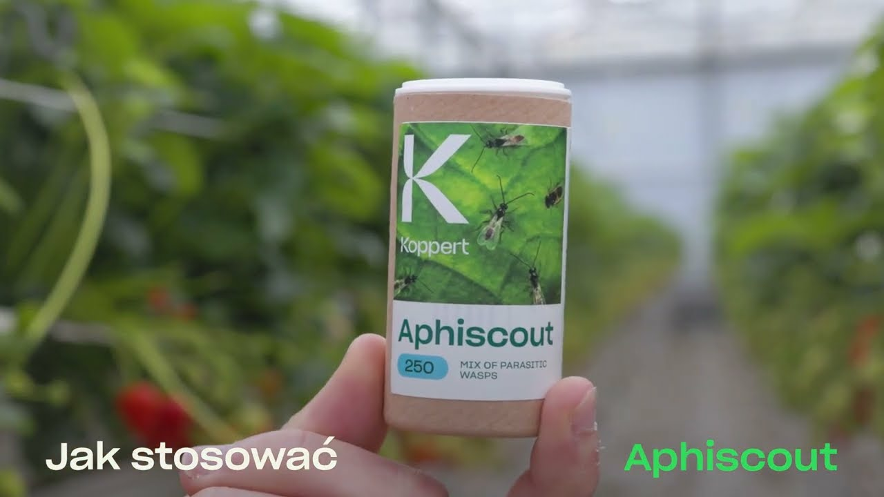 Jak stosować produkt Aphiscout | Koppert Polska