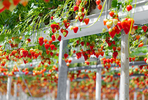 Nagranie webinaru pt."„Ochrona truskawek i malin w uprawie pod osłonami.."