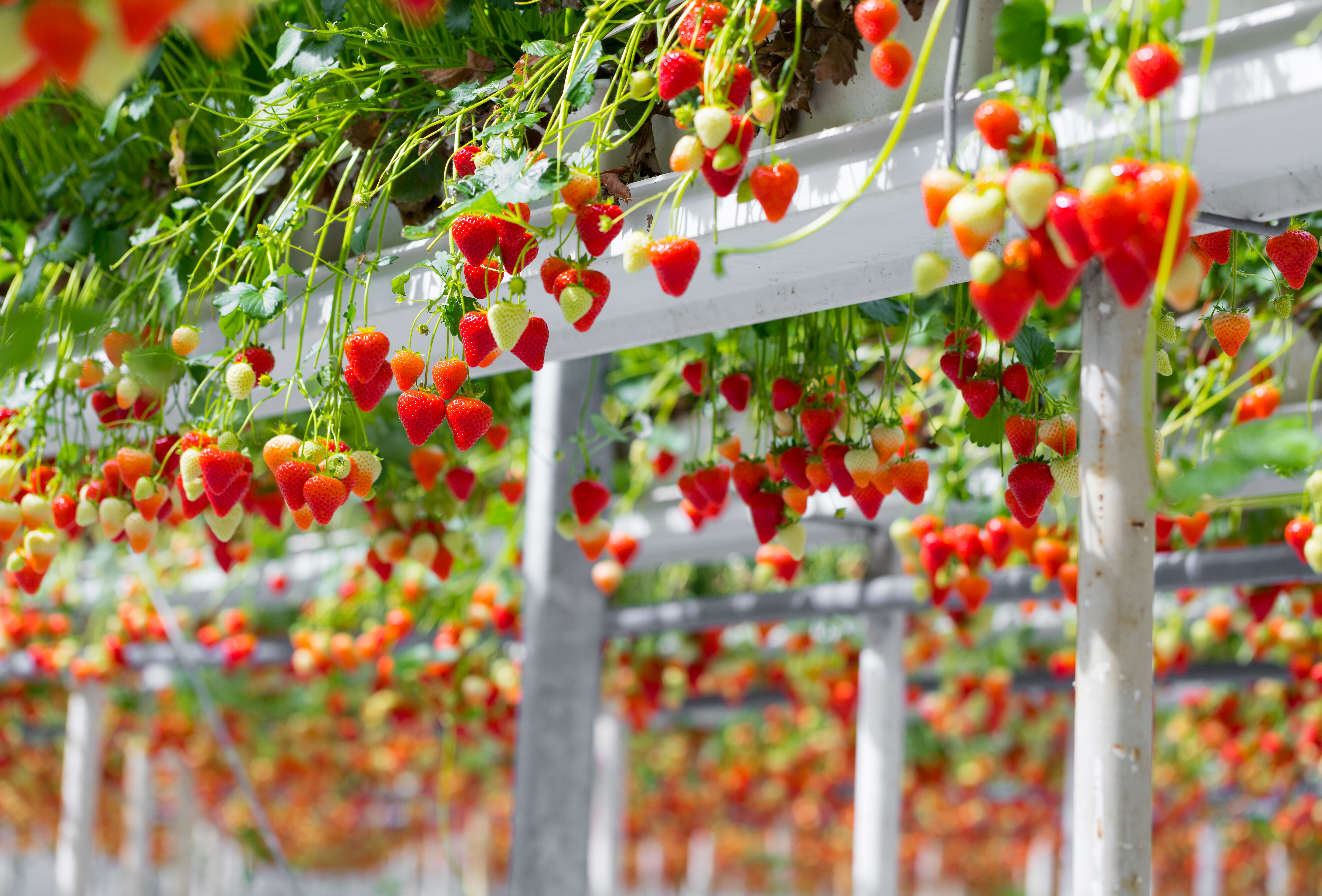 Nagranie webinaru pt."„Ochrona truskawek i malin w uprawie pod osłonami.."