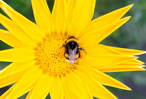 Jak wysokie temperatury wpływają na poziom zapylenia przez trzmiele?
