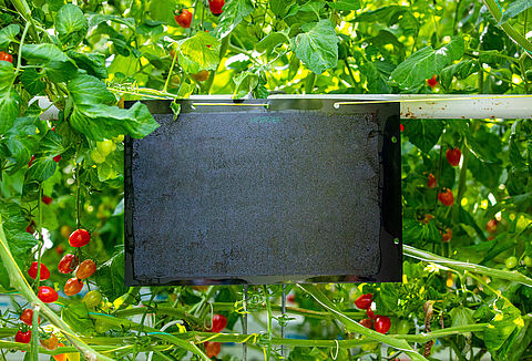 Monitoring skośnika pomidorowego