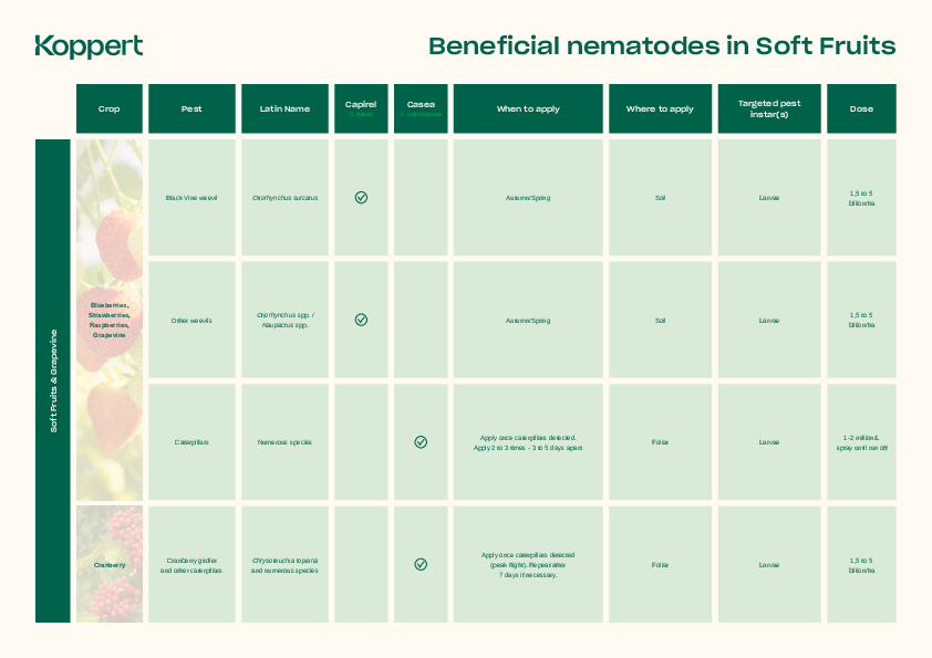 Target pests of beneficial nematodes in Soft Fruits