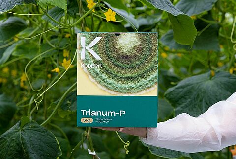 Trianum skutecznie kontroluje Pythium w ogórku