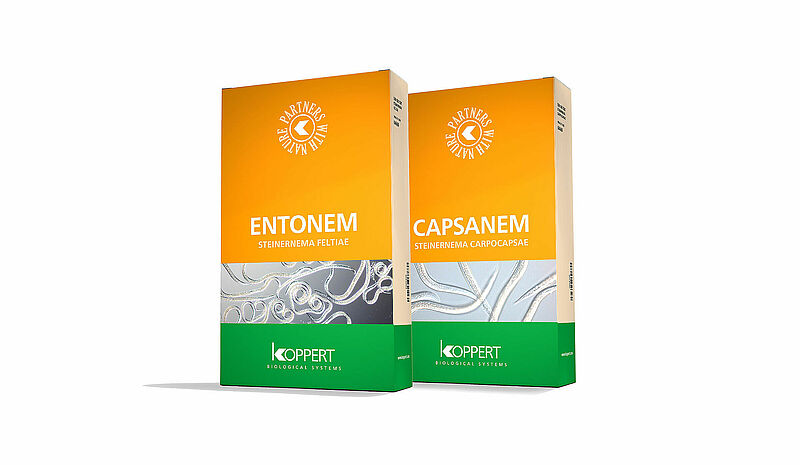 Entonem i Capsanem