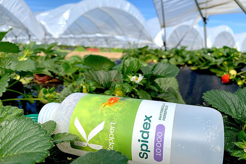 Dopełnieniem ochrony w truskawce jest Spidex – zawierający drapieżne roztocza Phytoseiulus persimilis