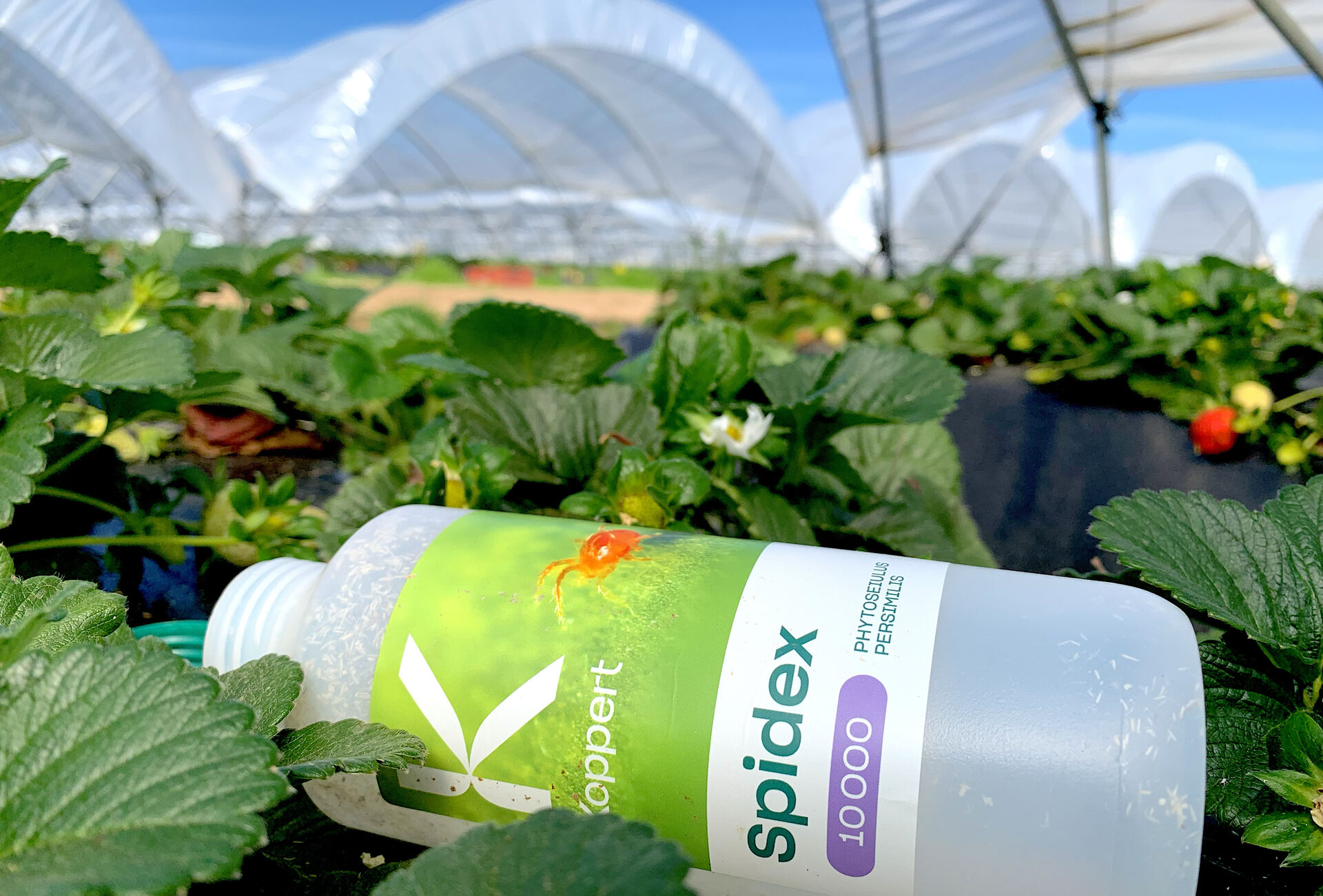 Szkodniki w uprawie truskawki