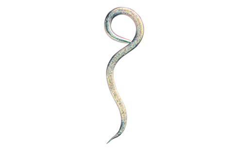 Zwalczanie szkodników