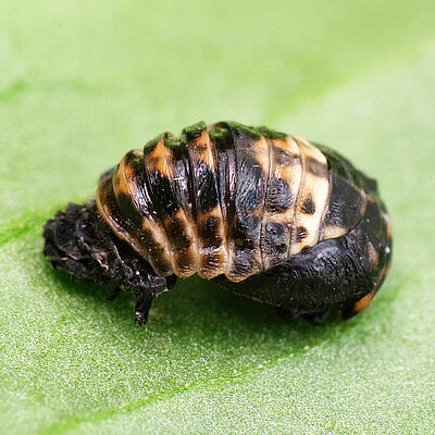 Stadium poczwarki Adalia bipunctata