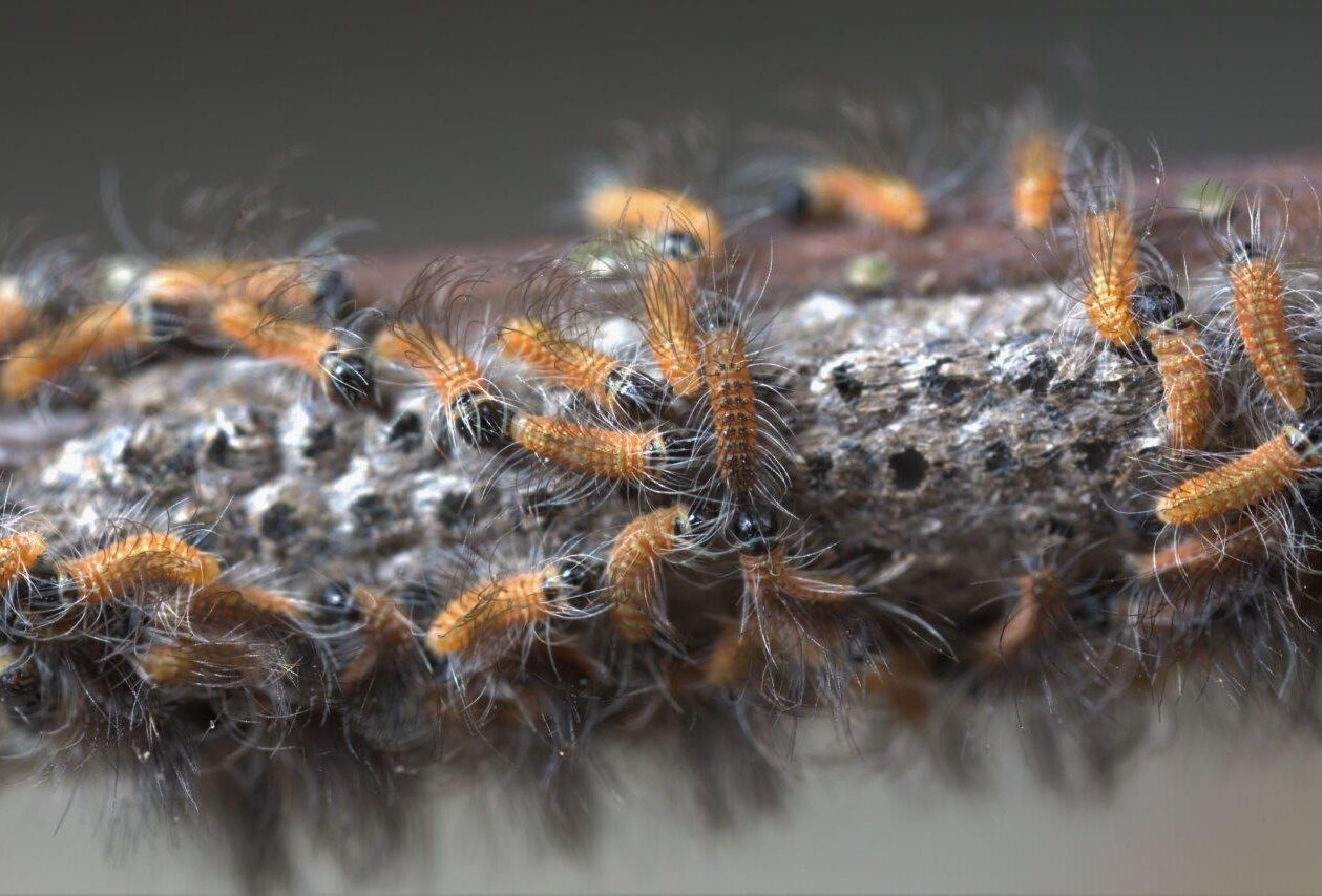 Korowódka dębówka / Korowódka sosnówka