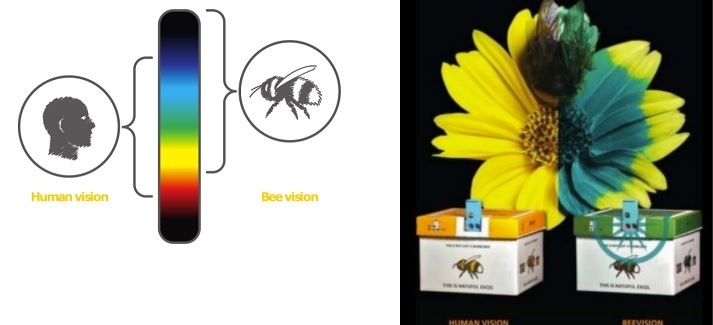 System Bee vision