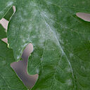 Damage on tomato caused by powdery mildew