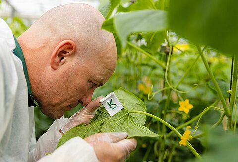 Biologiczna ochrona ogórka
