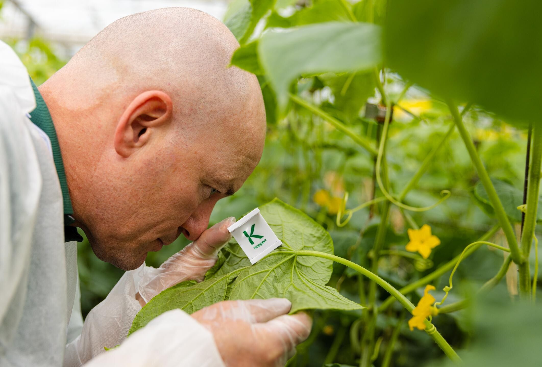 Biologiczna ochrona ogórka