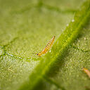 Western Flower Thrips Frankliniella occidentalis on a leaf