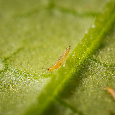 Western Flower Thrips Frankliniella occidentalis on a leaf