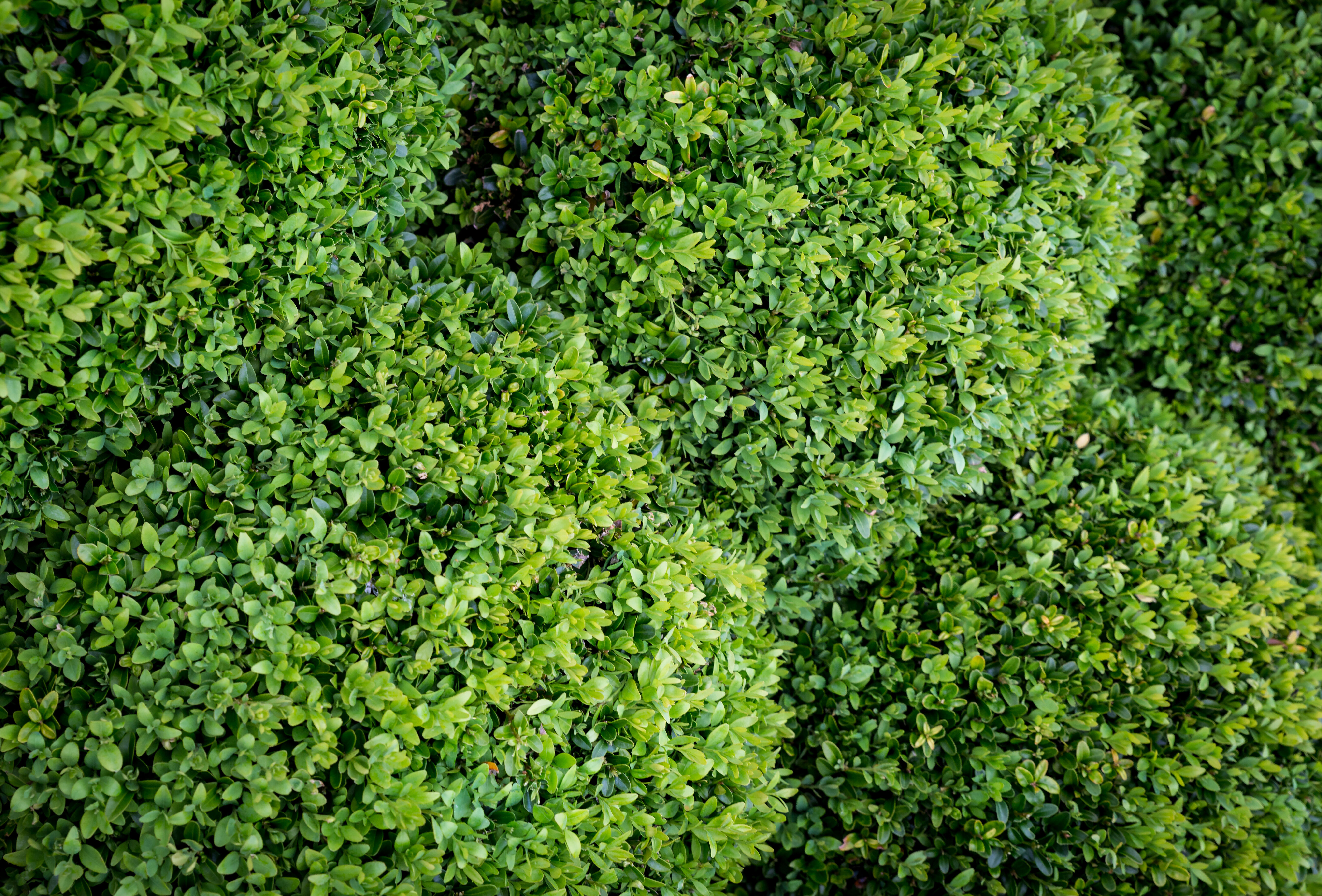 Buxatrap i Capsanem - świetne połączenie do zwalczania ćmy bukszpanowej