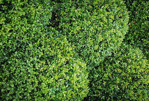 Buxatrap i Capsanem - świetne połączenie do zwalczania ćmy bukszpanowej