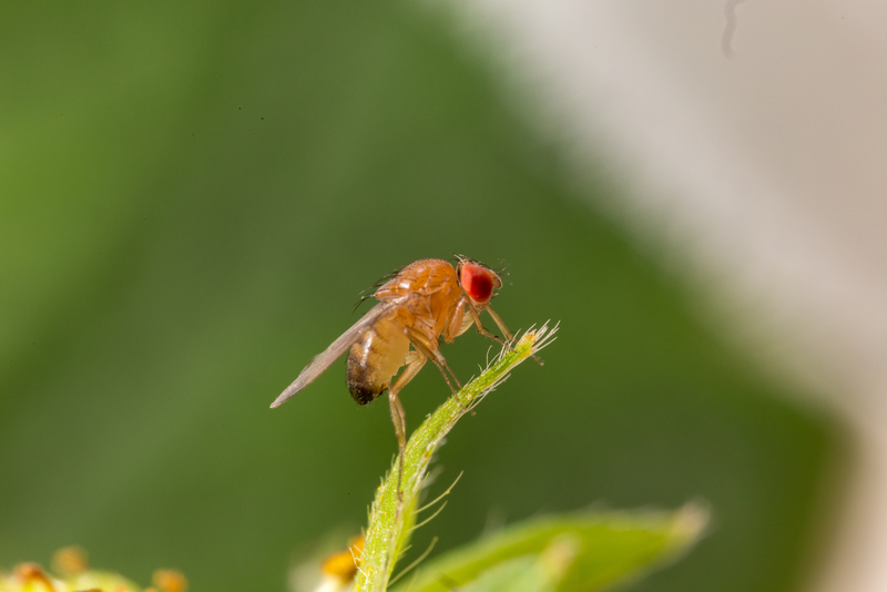 Drosophila_suzukii_Koppert_BIological_Systems-10.jpg