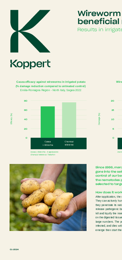 Zwalczanie drutowców w ziemniakach