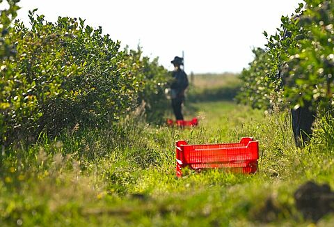 Tak, jestem zadowolony z Natupol Booster i usług Koppert!