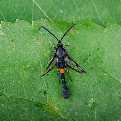 Hornet clearwing moth Synanthedon myopaeformis