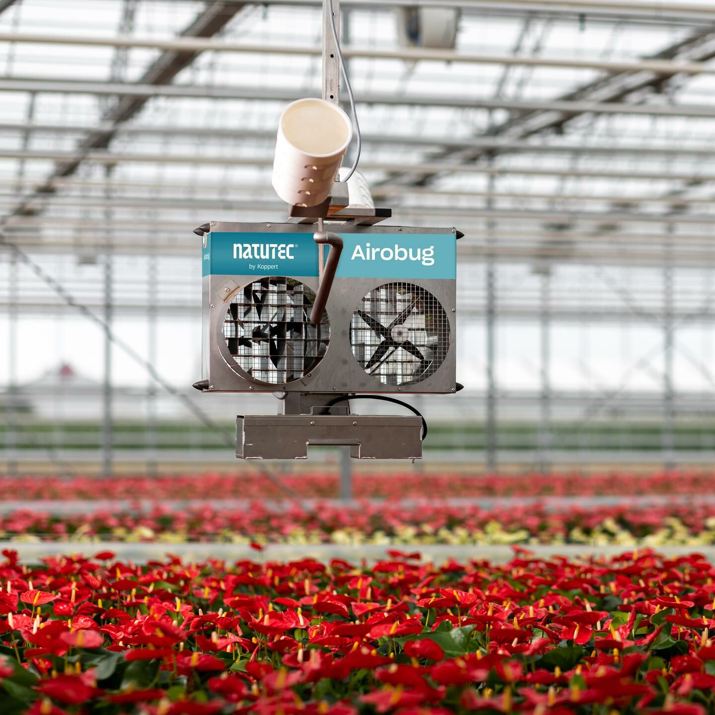 Zwalczanie drutowców w ziemniakach