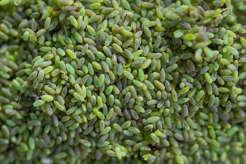 Chrysopa-E - jaja sieciarek
