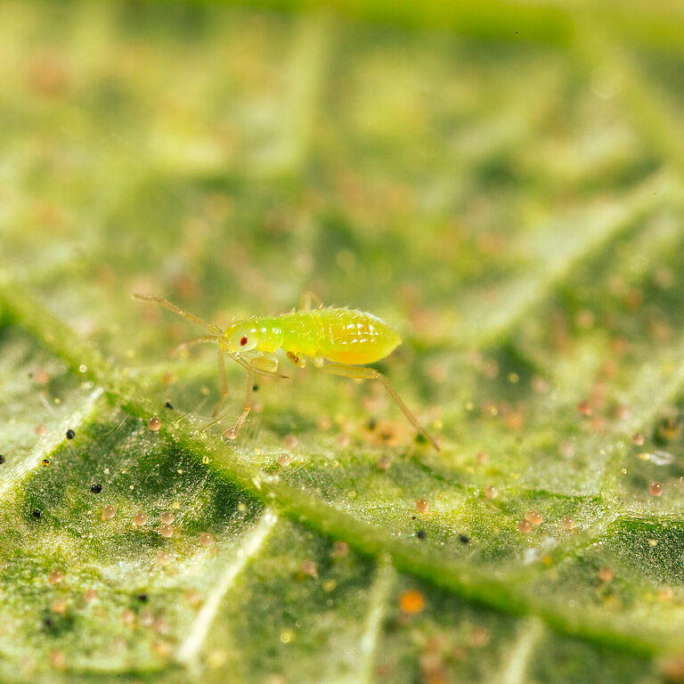 Macrolophus pygmaeus młoda nimfa
