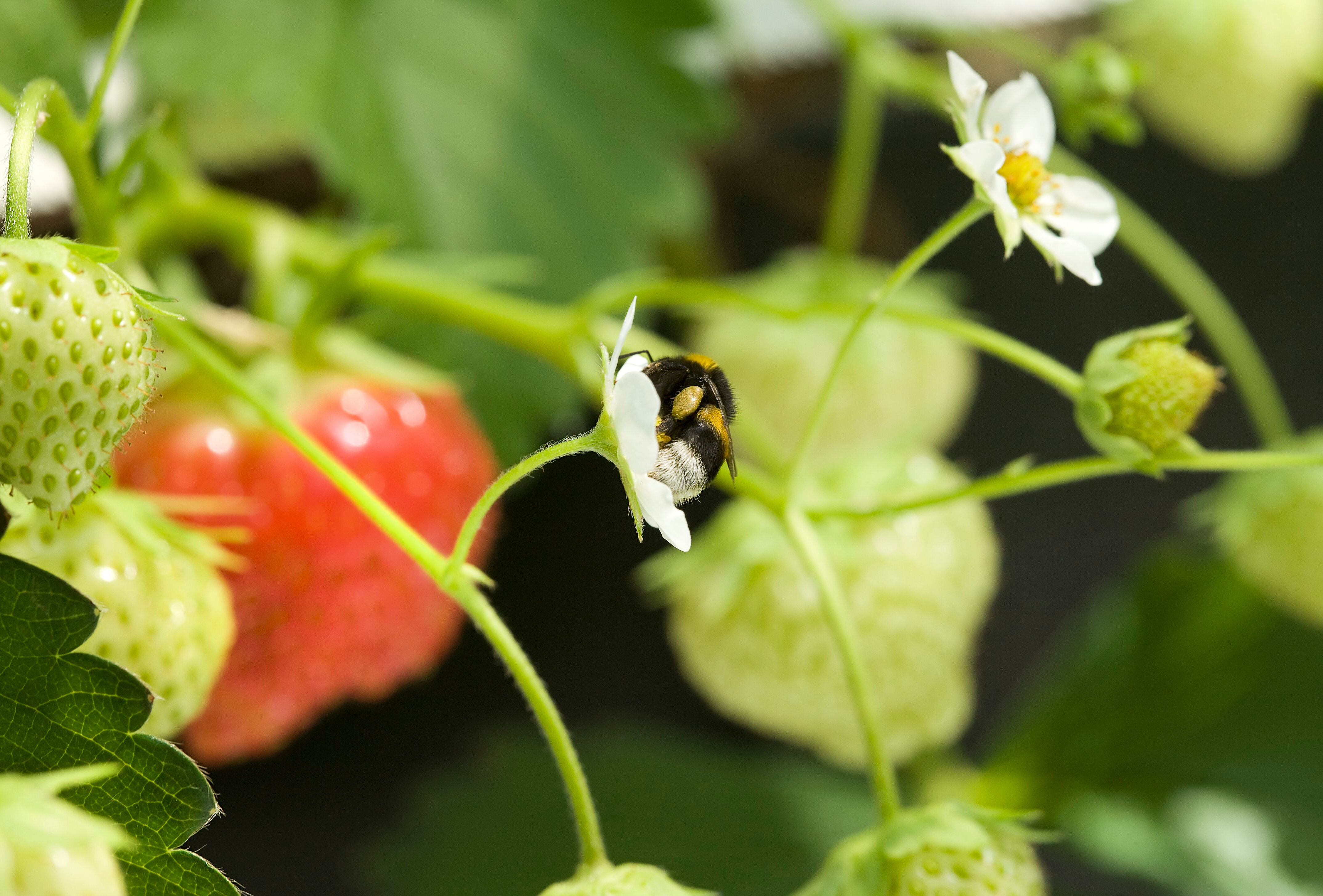 Użądlenia przez trzmiele