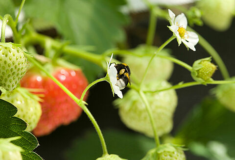 Użądlenia przez trzmiele
