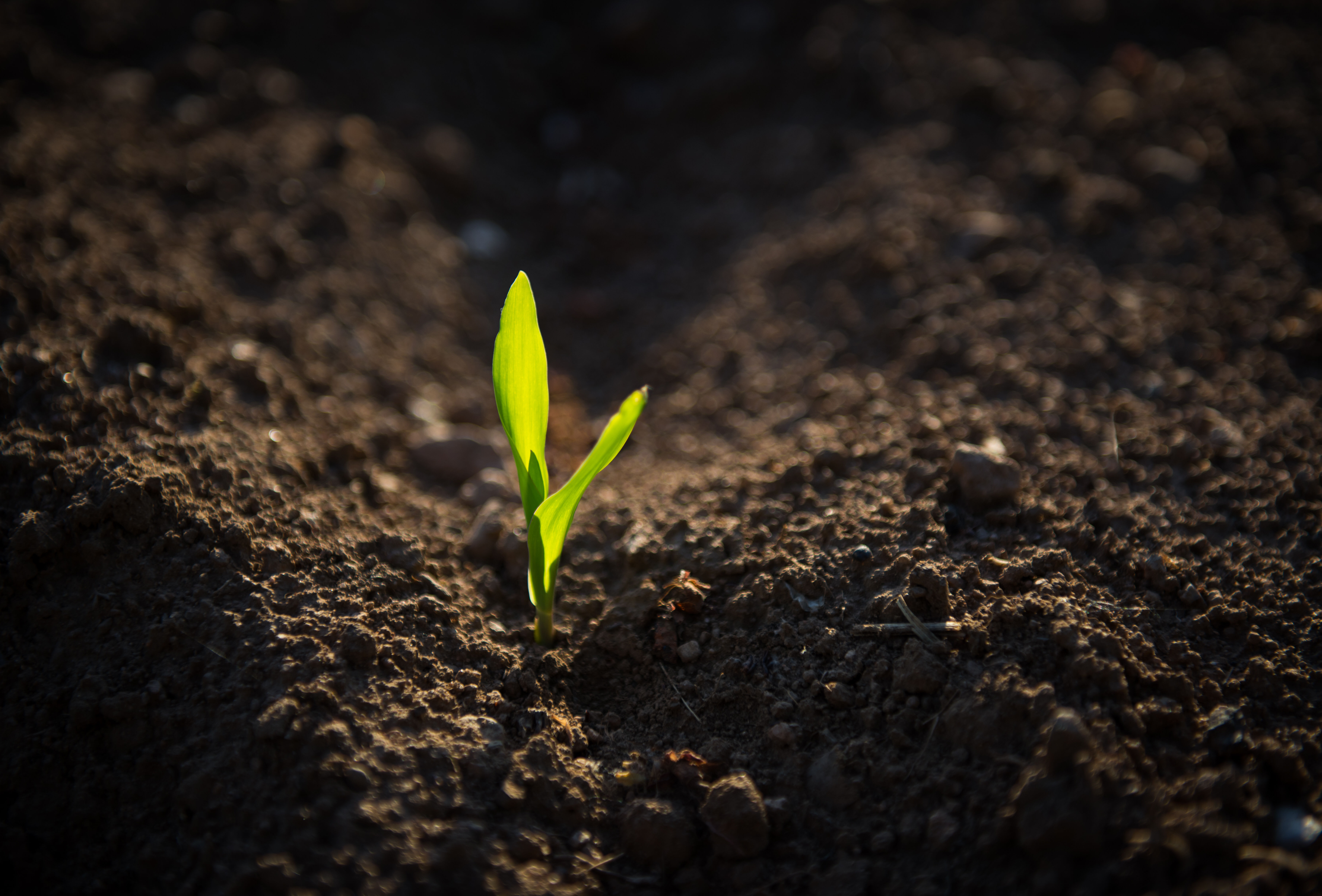 Światowy Dzień Gleby 2020