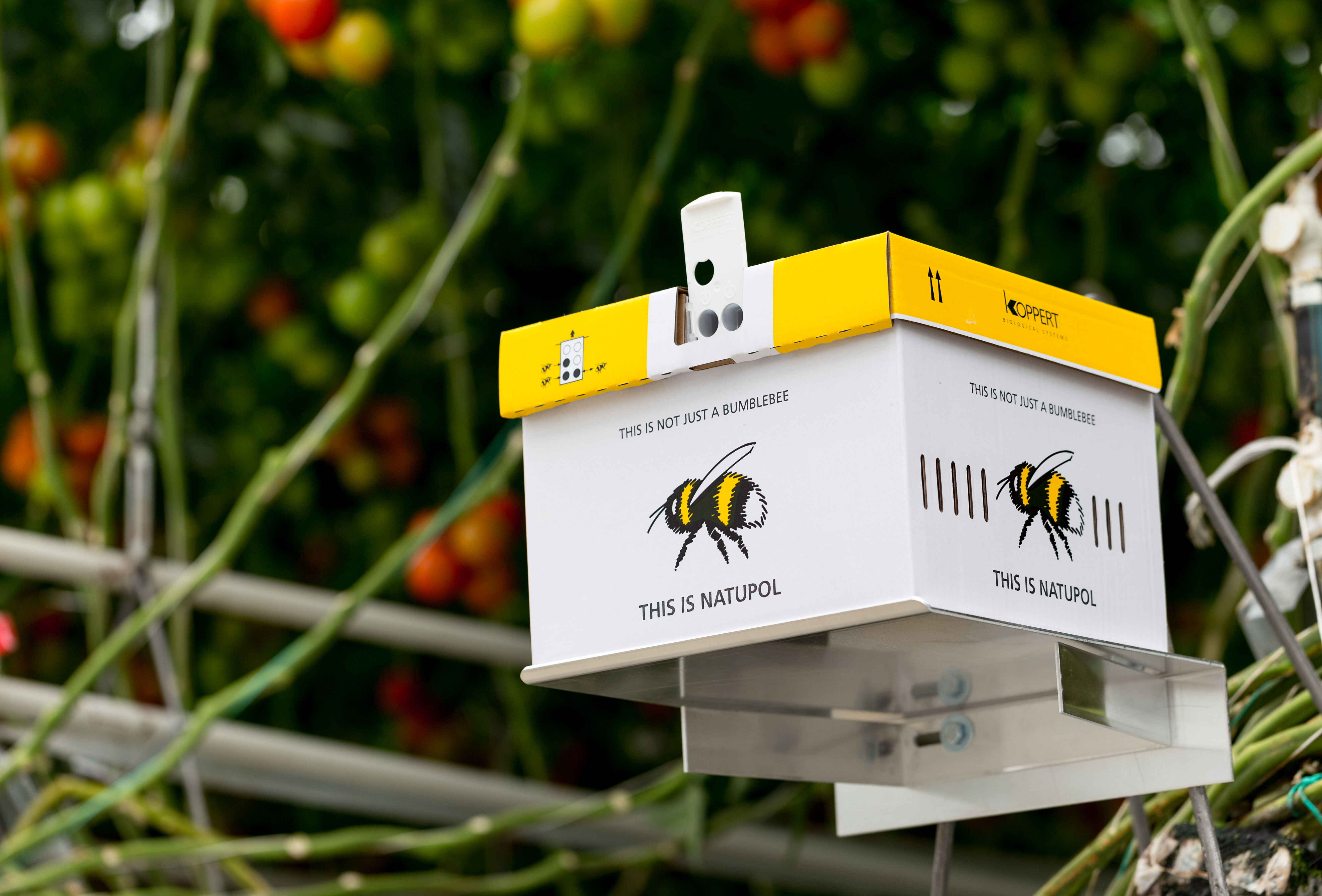 Natupol - stała jakość i ciągłe innowacje