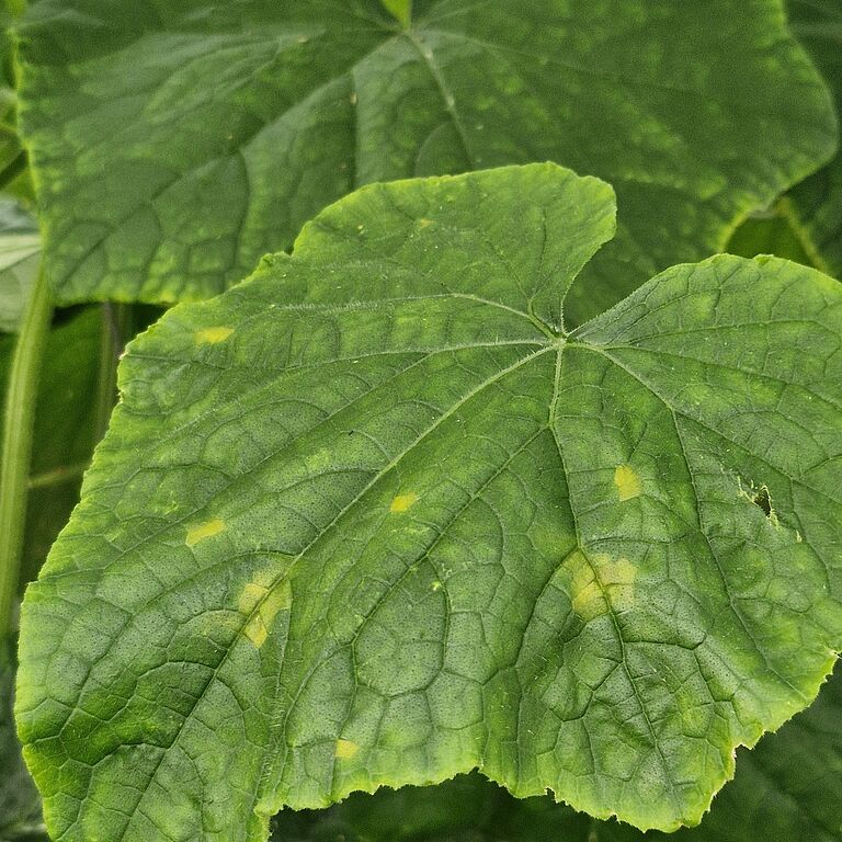 Upper surface of a cucumber leaf infected with downy mildew of cucurbits (Pseudoperonospora cubensis), showing early angular yellow lesions characteristic of the disease. Image captured in Spain, 2026.