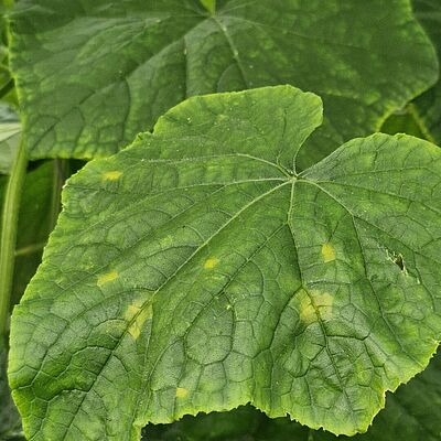 Upper surface of a cucumber leaf infected with downy mildew of cucurbits (Pseudoperonospora cubensis), showing early angular yellow lesions characteristic of the disease. Image captured in Spain, 2026.