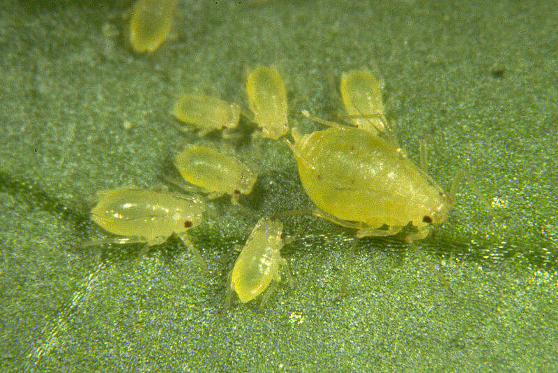 Green peach aphids Myzus persicae on leaf