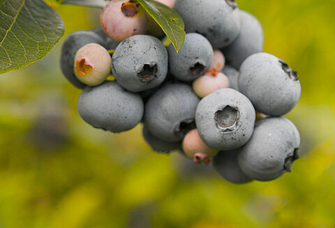Koppert na Konferencji Borówkowej 2020