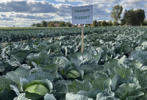 Biologiczna ochrona kapusty przed śmietką