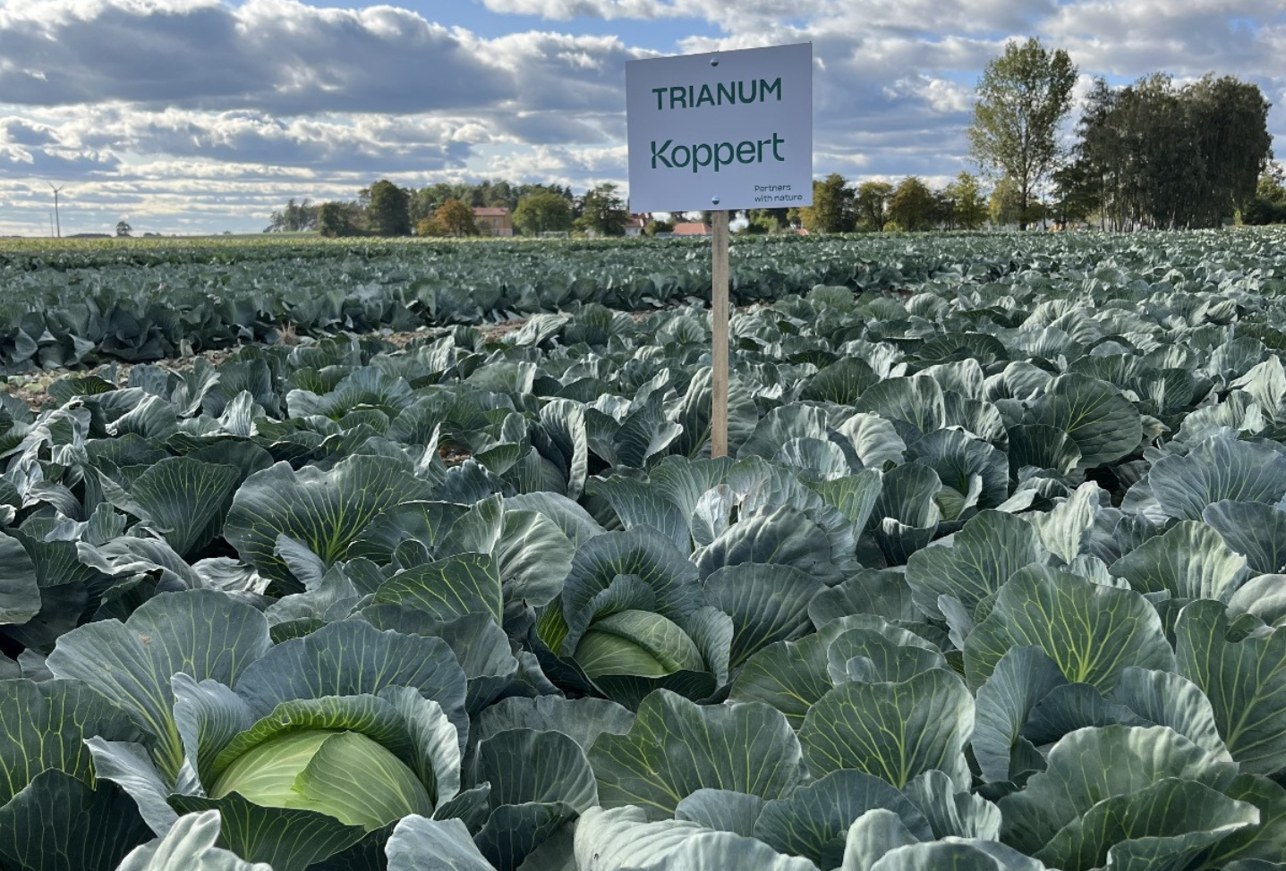Biologiczna ochrona kapusty przed śmietką
