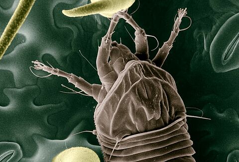 Pordzewiacz pomidorowy